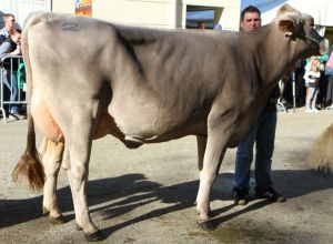 fVicechampion jngere